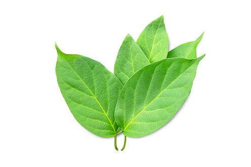 Blutforde obsahuje extrakt z Gymnema sylvestre
